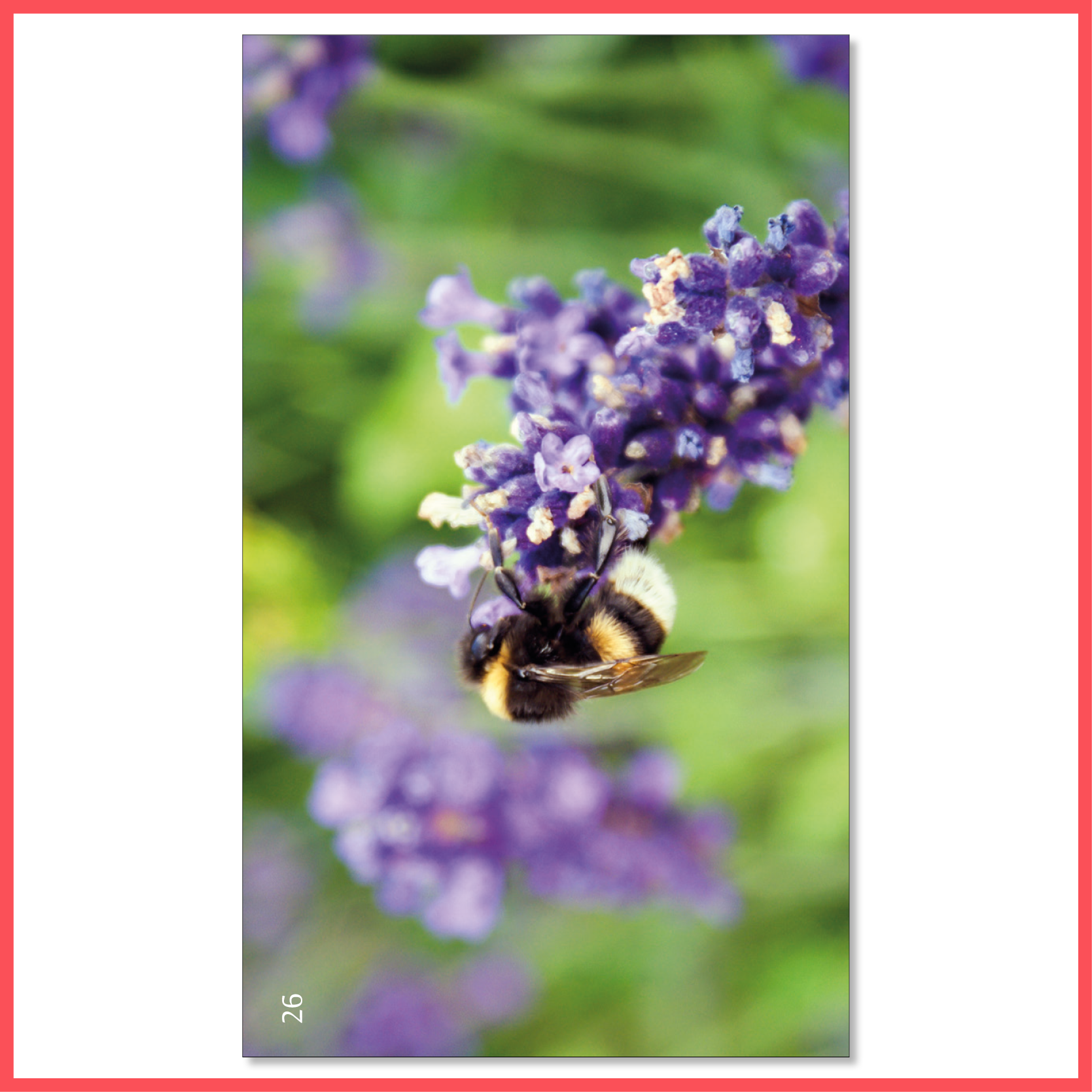 26-sommer-lilla-blomst